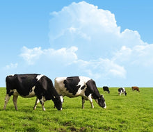 Microcrystalline Hydroxyapatite MCHA Powder 5kg Australian Made