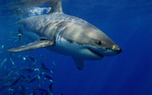 Buyhealthy online shark cartilage direct from manufacturer and save